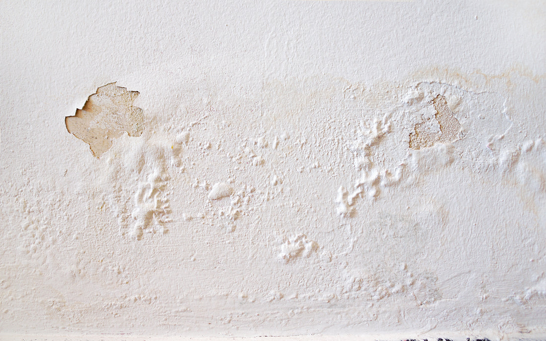 Anti-damp paint
